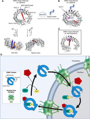 Novel—and Not So Novel—Inhibitors of the Multifunctional CRM1 Protein